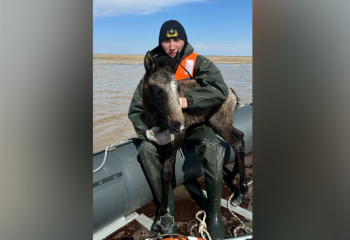 В Акмолинской области спасатели МЧС вывели из воды табун лошадей