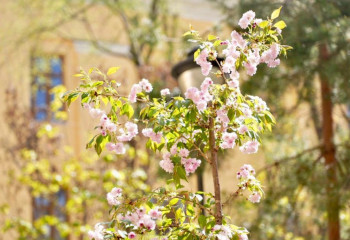 В Алматы возродили «Сакуры Сатпаева»