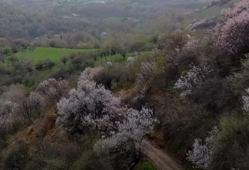 Іле-Алатау ұлттық табиғи паркінде жабайы өріктер гүлдеді