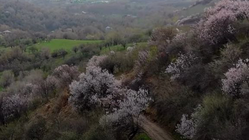  Видеодан кадр 