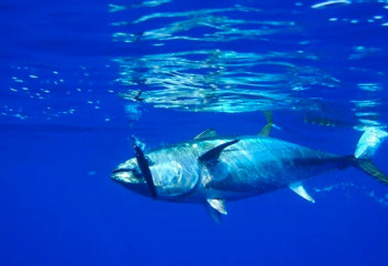 Балықшы 216 келілік тунец ұстады