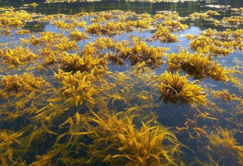Как водоросль перестала быть водорослью: история одного генома