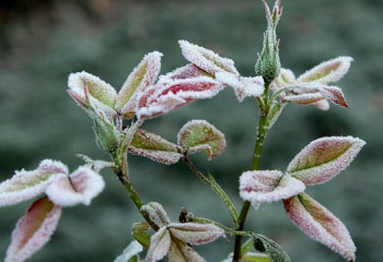-5 градус аяз: алдағы үш күнге арналған ауа райы болжамы