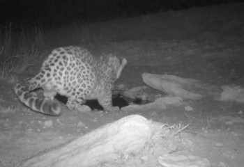 Орталық Азия барысы фототұзаққа қайта түсіп қалды