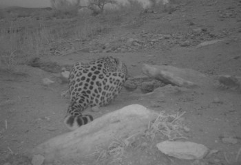 Persian leopard spotted again in Ustyurt State Nature Reserve