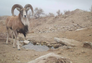 Краснокнижные устюртские уриалы попали в объектив фотоловушки на водопое