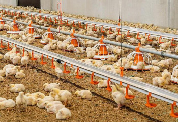 Современное предприятие по производству инкубационных яиц появится в Туркестанской области