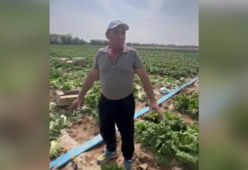 Первый урожай капусты собрали в Туркестанской области: аграрии довольны подачей воды
