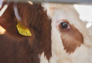 Тері мен жүн экспорттайтын шаруалар баж салығынан босатылады