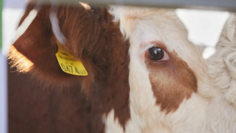  ©El.kz/Ғазиз ШАКИРОВ 