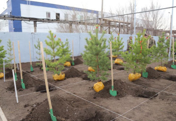 «Таза Қазақстан»: қарағандылық құтқарушылар ағаш отырғызды