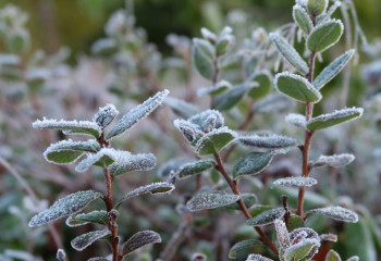 Көктайғақ, үсік, жел: 18 сәуірге арналған ауа райы болжамы