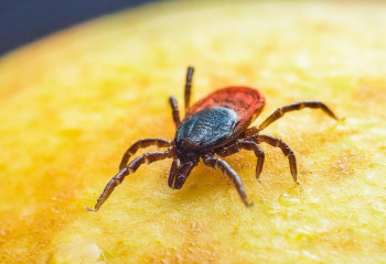 ШҚО-да кенеден зардап шеккендер саны күн санап көбейіп барады