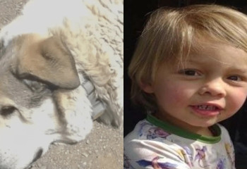 «11 шақырым жол және ит». Жоғалған екі жасар баланың оқиғасы жұртты жылатты