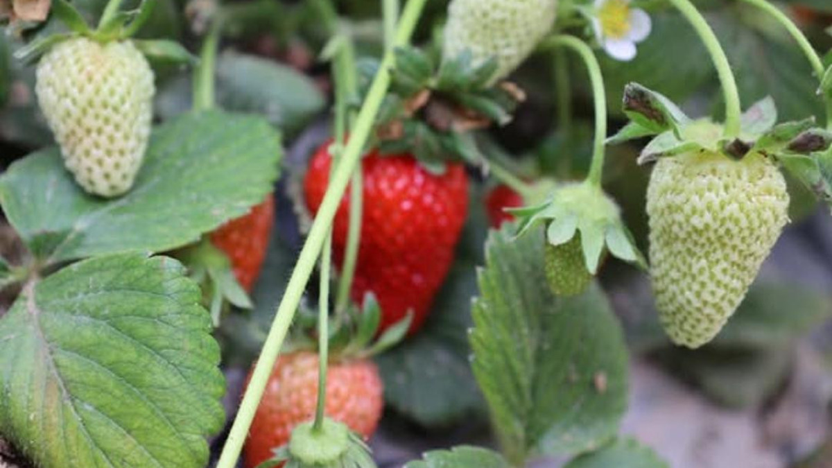  пресс-служба акима Туркестанской области 