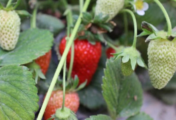 10 тонн клубники ежегодно выращивают в Туркестанской области