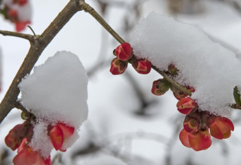 Қар, көктайғақ: 19 сәуірде ауа райы қандай болады