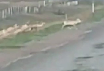 Сайгаки в безопасности: в области Улытау обеспечен переход животных через трассу