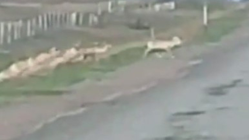  Кадр из видео 