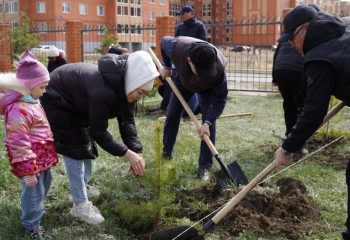 Ақмолалық құтқарушылар қылқан жапырақты 100 көшет отырғызды