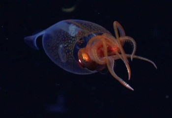 Ученые впервые сняли на видео колоссального кальмара в естественной среде