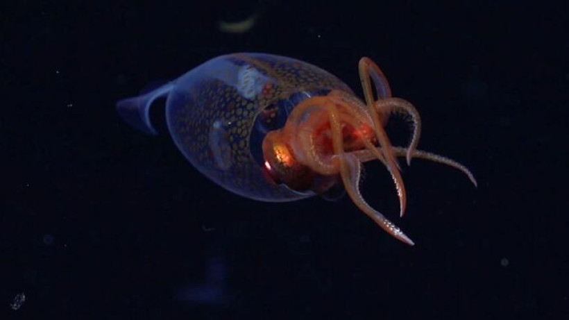  Schmidt Ocean Institute 