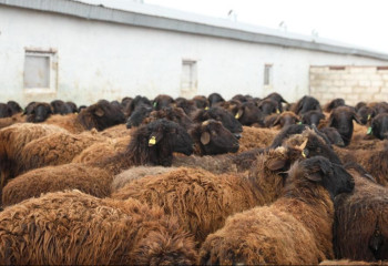 Племенное животноводство как локомотив села: аким Актюбинской области посетил хозяйство «Берик АБ»