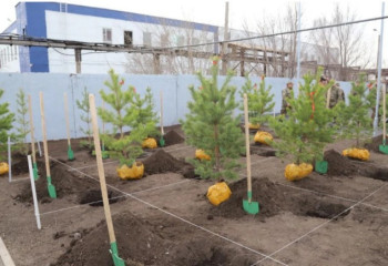«Таза Қазақстан»: «Түлектердің ағаш егуі» акциясы аясында 55 мыңнан астам көшет отырғызылды