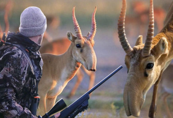 Қазақ даласындағы киік мәселесі: Қорғау немесе қыру?