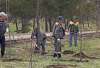 Қарағандыдағы орталық саябаққа алма көшеттері отырғызылды