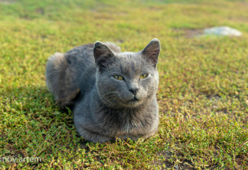 Порядка 9 тысяч бродячих животных чипировали в Астане за год