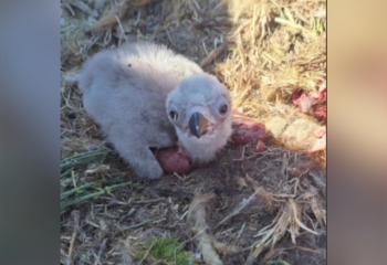 В Шарынском нацпарке обнаружено гнездо с птенцом редкого орла ягнятника