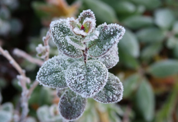 -6 градус: елімізде қайта үсік жүреді