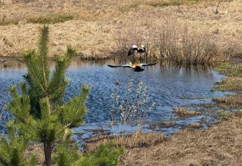 В Абайской области замечены редкие красные утки — огари