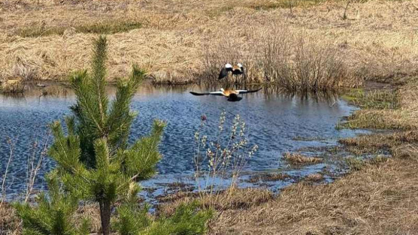  Государственный резерват “Cемей Орманы” 