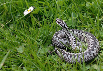 Шымкентте улы жылан қаптап кетті