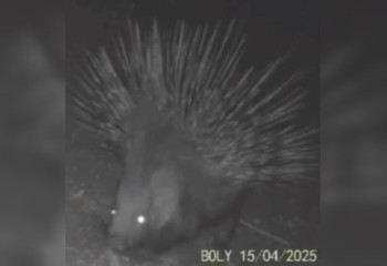 Indian porcupine caught by camera trap in the Ile-Alatau National Park