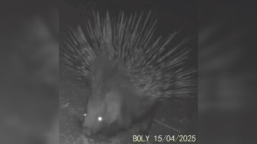  Screenshot from video 