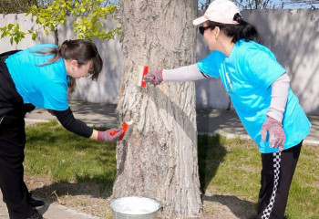В Семее провели масштабную побелку деревьев