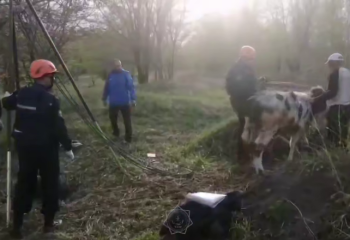 В Усть-Каменогорске спасатели МЧС вытащили из колодца телёнка весом 200 килограммов