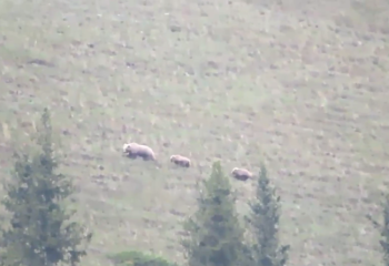 В нацпарке «Көлсай көлдері» засняли Тянь-Шаньскую бурую медведицу с медвежатами