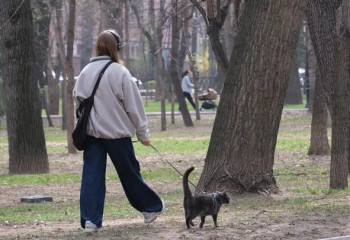 В Алматы приняли новые правила выгула домашних животных