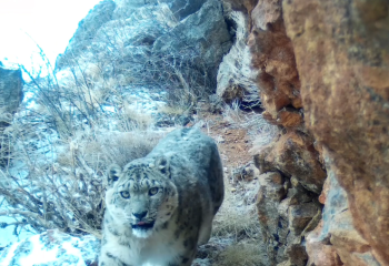 В Сайрам-Угамском национальном парке засняли снежного барса на фотоловушку