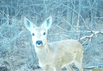 Шарын аумағында жүрген еліктер фототұзаққа түсіп қалды