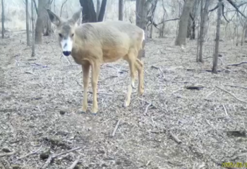 Косули замечены в Чарынском парке