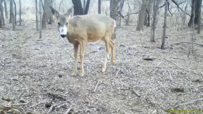  скриншот видео 