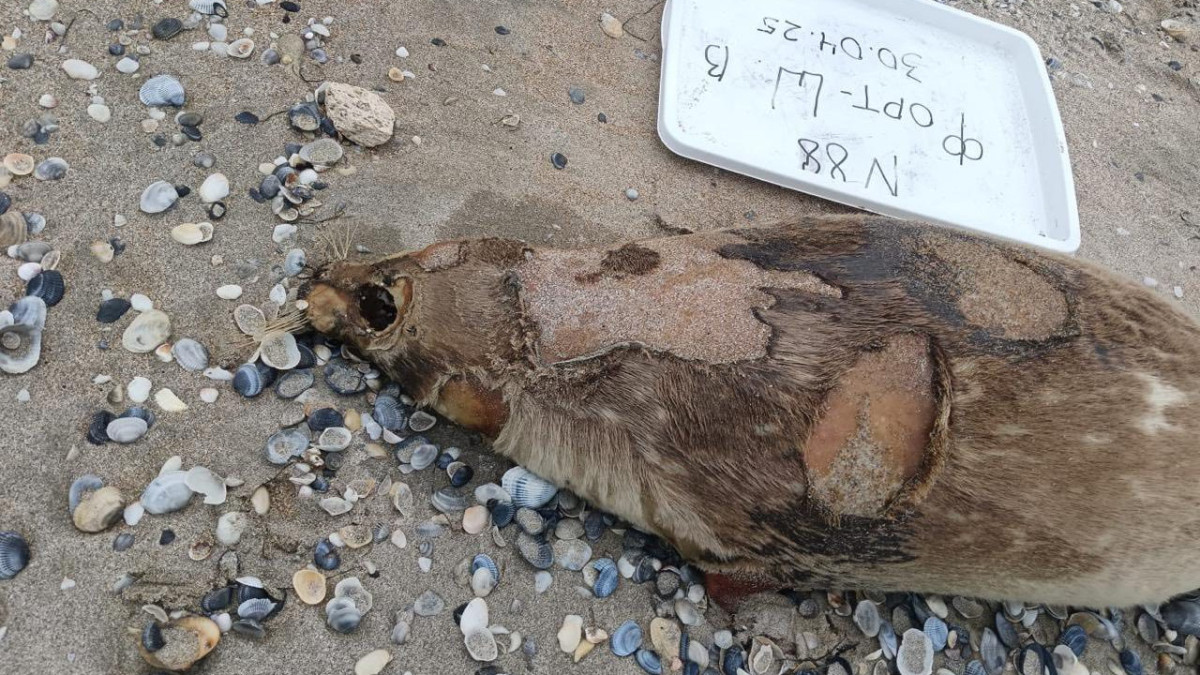  Балық шаруашылығы комитеті 