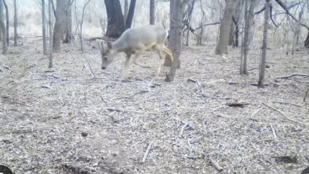  Видеодан кадр 