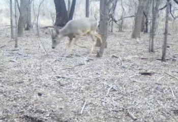 Шарын ұлттық табиғи паркінде еліктер фототұзаққа түсі қалды