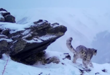 Snow leopard captured  in Katon-Karagay National Park